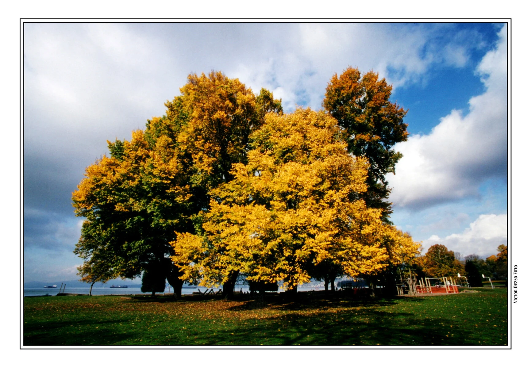 Kits Beach Trees_6966_4x6s.jpg