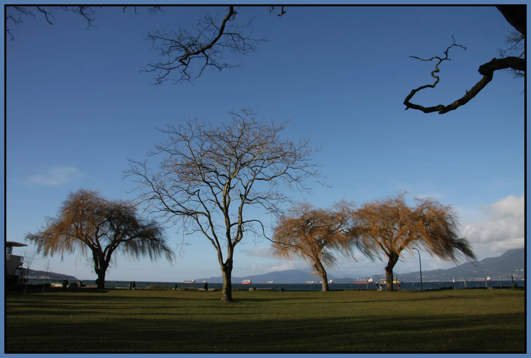 Kits Beach Trees_Dec 24_2007_9990_4x6s.jpg