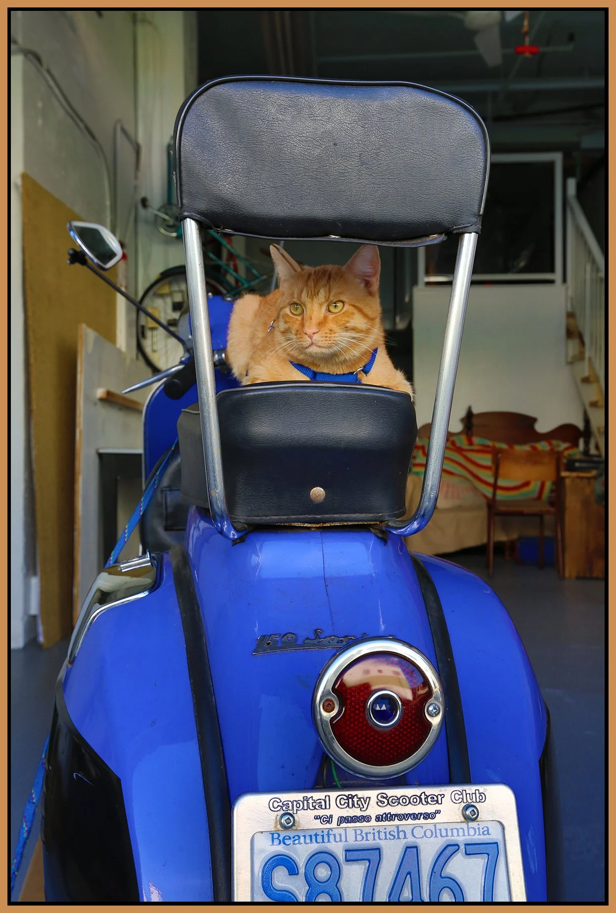 Cat on a Scooter_Sep 17_2012_HDR_C1632_4x6s.jpg