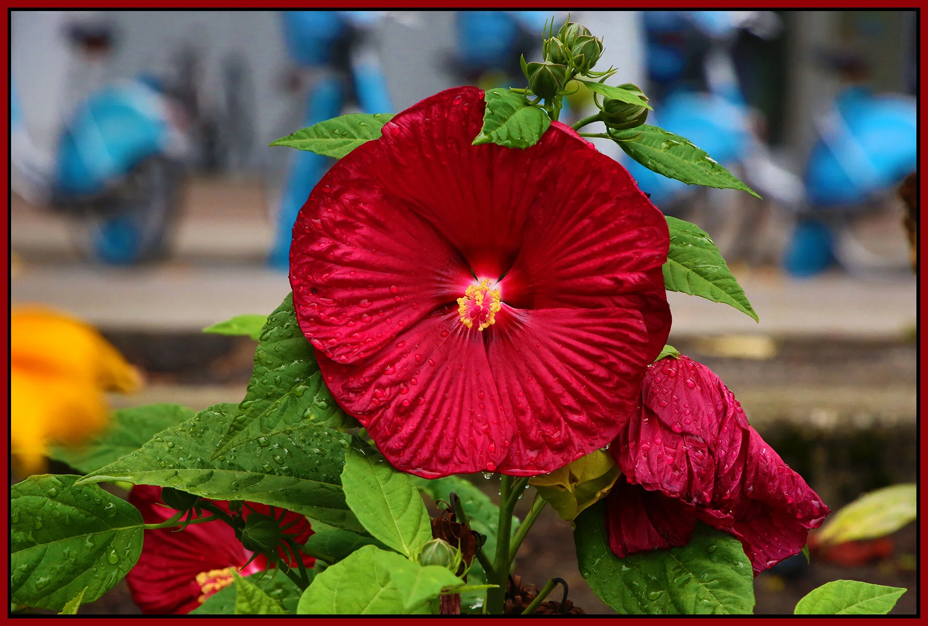 Flower_Sep 15_2020_HDR_3B2101_4x6s.jpg