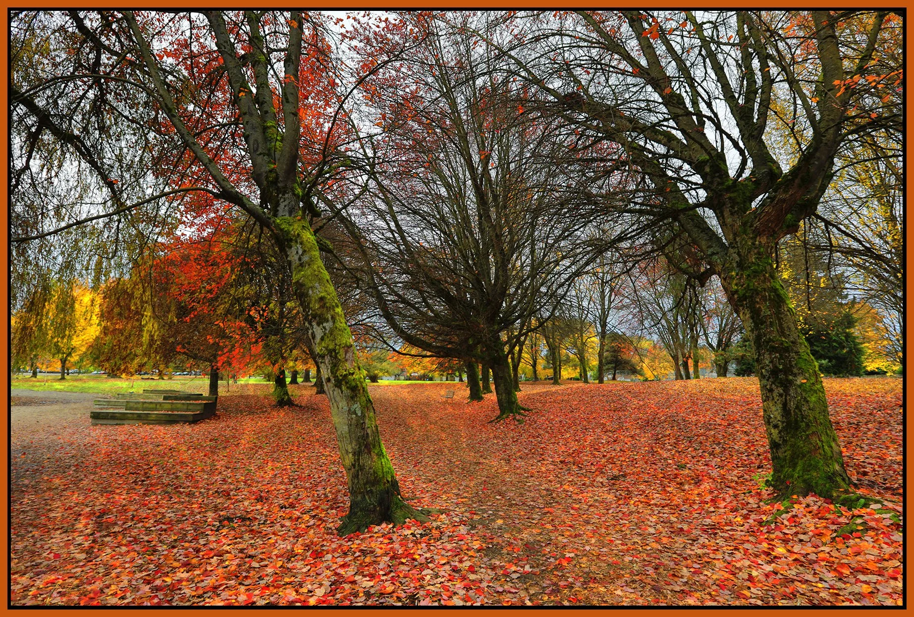 Trout Lake Trees_Nov 12_2025_HDR_4K5195_peUWRvived_4x6s.jpg