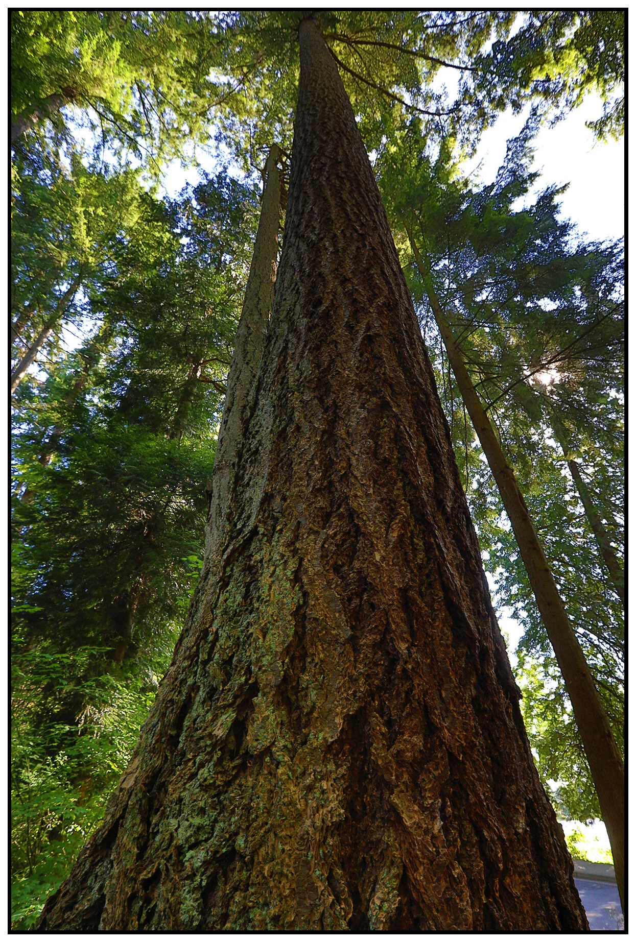 Trees in Stanley Pk_Jul 21_2020_HDR_4F4697_4x6s.jpg