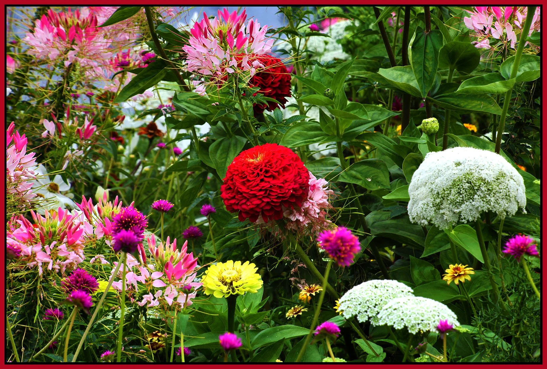 Flowers_Aug 14_2024_HDR_5E8266_4x6s.jpg