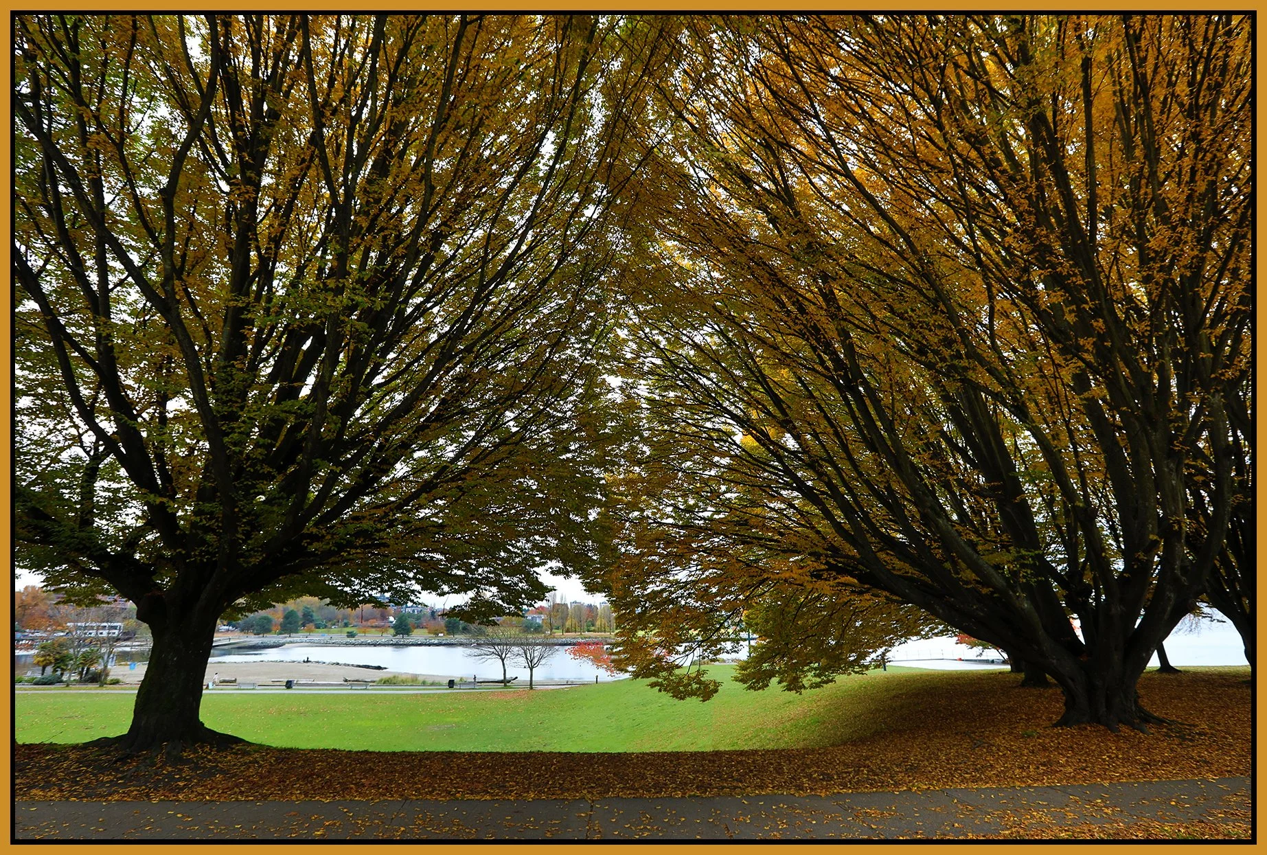 English Bay Fall Trees_Nov 12_2020_HDR_4G4112_4x6s.jpg