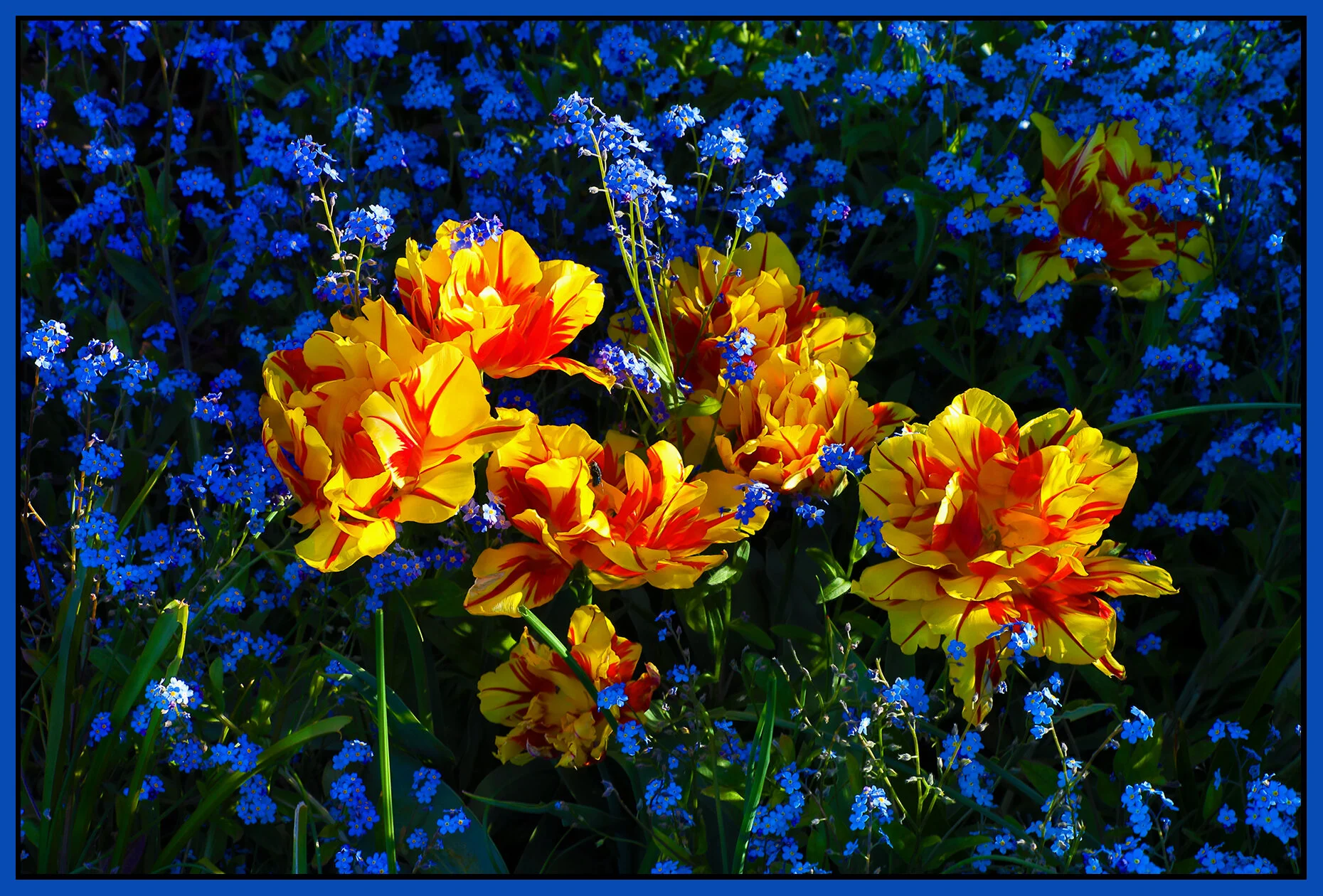 Flowers Tulips_Apr 21_2021_HDR_4G7616_peExqstTextr_4x6s.jpg
