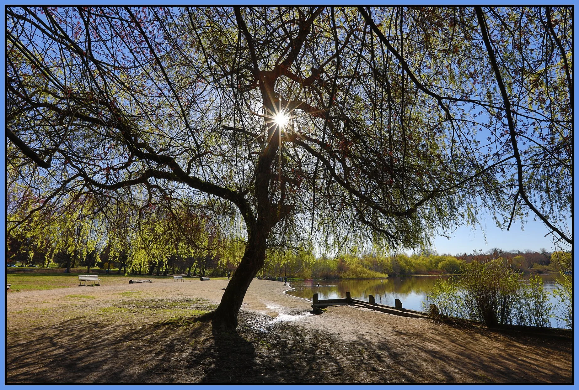 Trout Lake Tree_Apr 14_2021_HDR_5A8018_4x6s.jpg