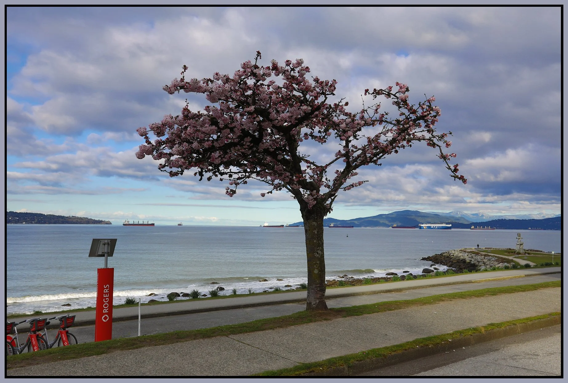 Beach Ave Tree_Mar 30_2026_HDR_4L0792_4x6s.jpg