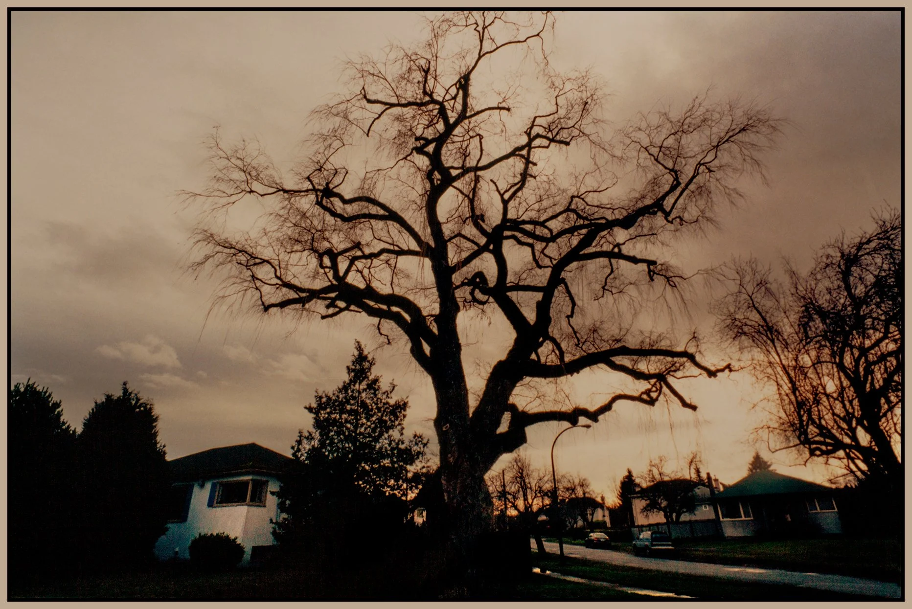 Valley Rd Tree_8984_peNatB_4x6s.jpg