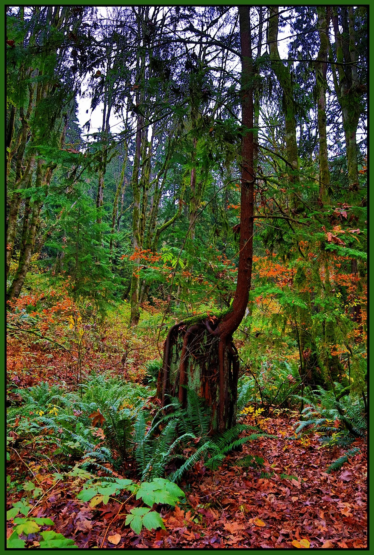 Poco Trees_Nov 20_2022_HDR_4H4806_peExpMrg_Hyperstrip_4x6s.jpg