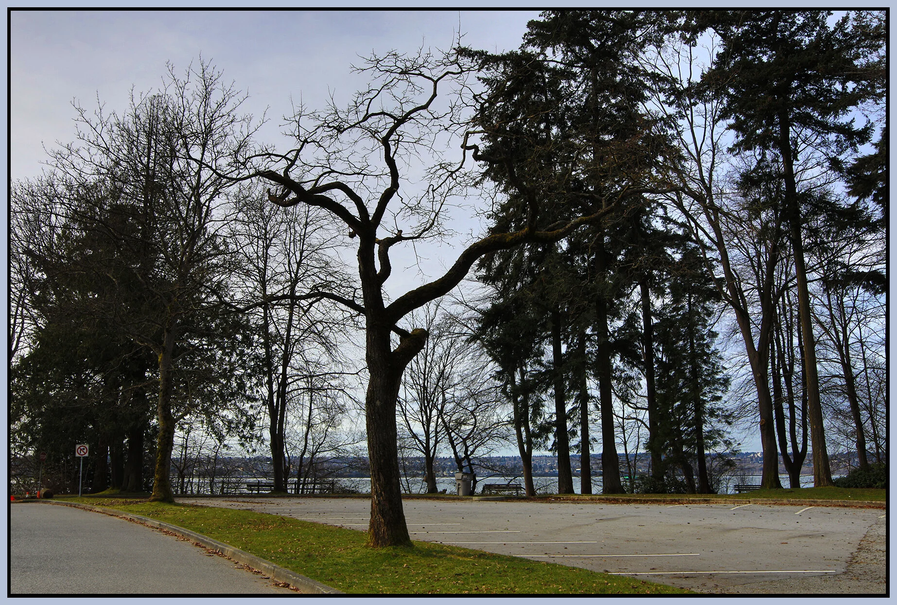 Stanley Pk Trees_Mar 12_2021_HDR_4G6141_4x6s.jpg