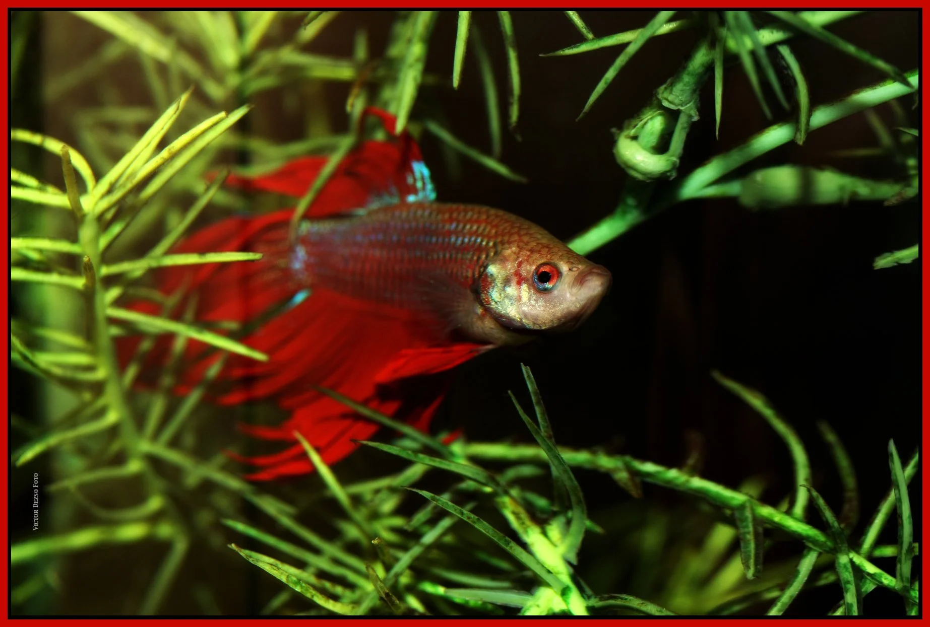 Fish 8_0453_4x6s.jpg