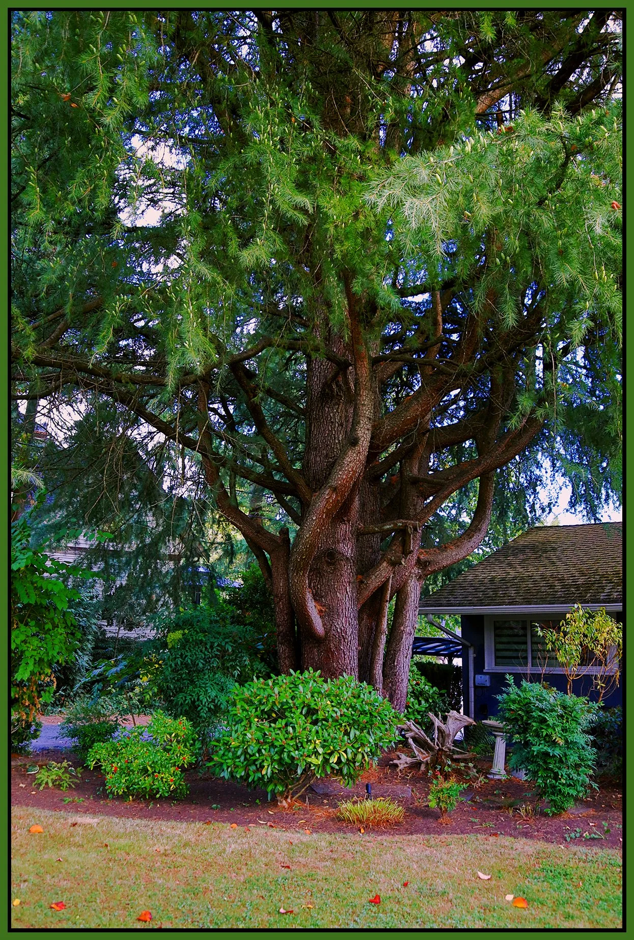 New West Tree_Oct 20_2022_HDR_4H4254_peEwgt_4x6s.jpg