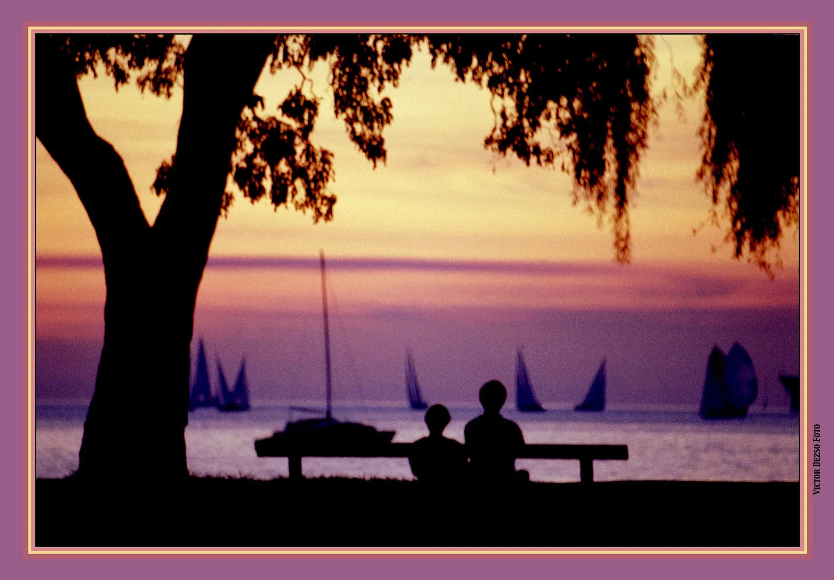 Kits Beach Tree_1980s_4x6s.jpg