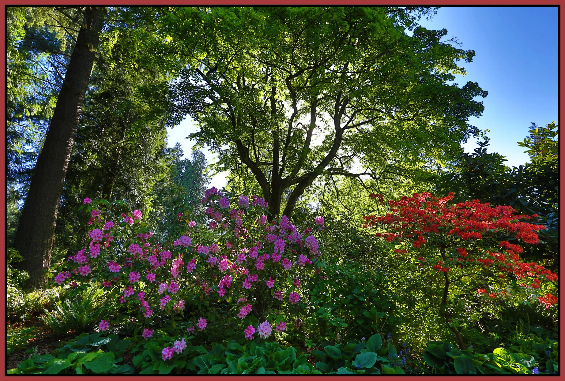 Stanley Pk Trees_May 2_2016_HDR_K0004_4x6s.jpg