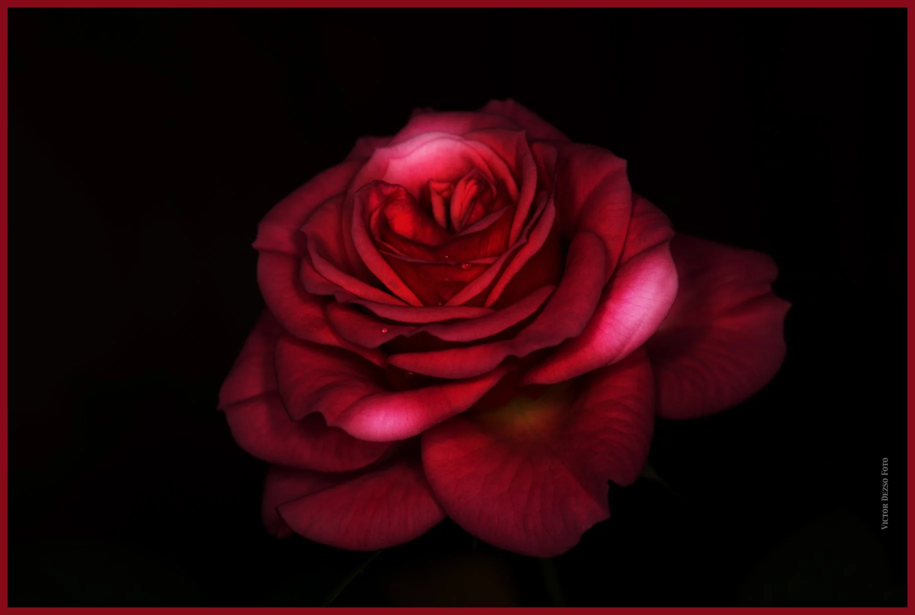Flower_Rose_Feb 20_2015_F2072_peSciFi_4x6s.jpg