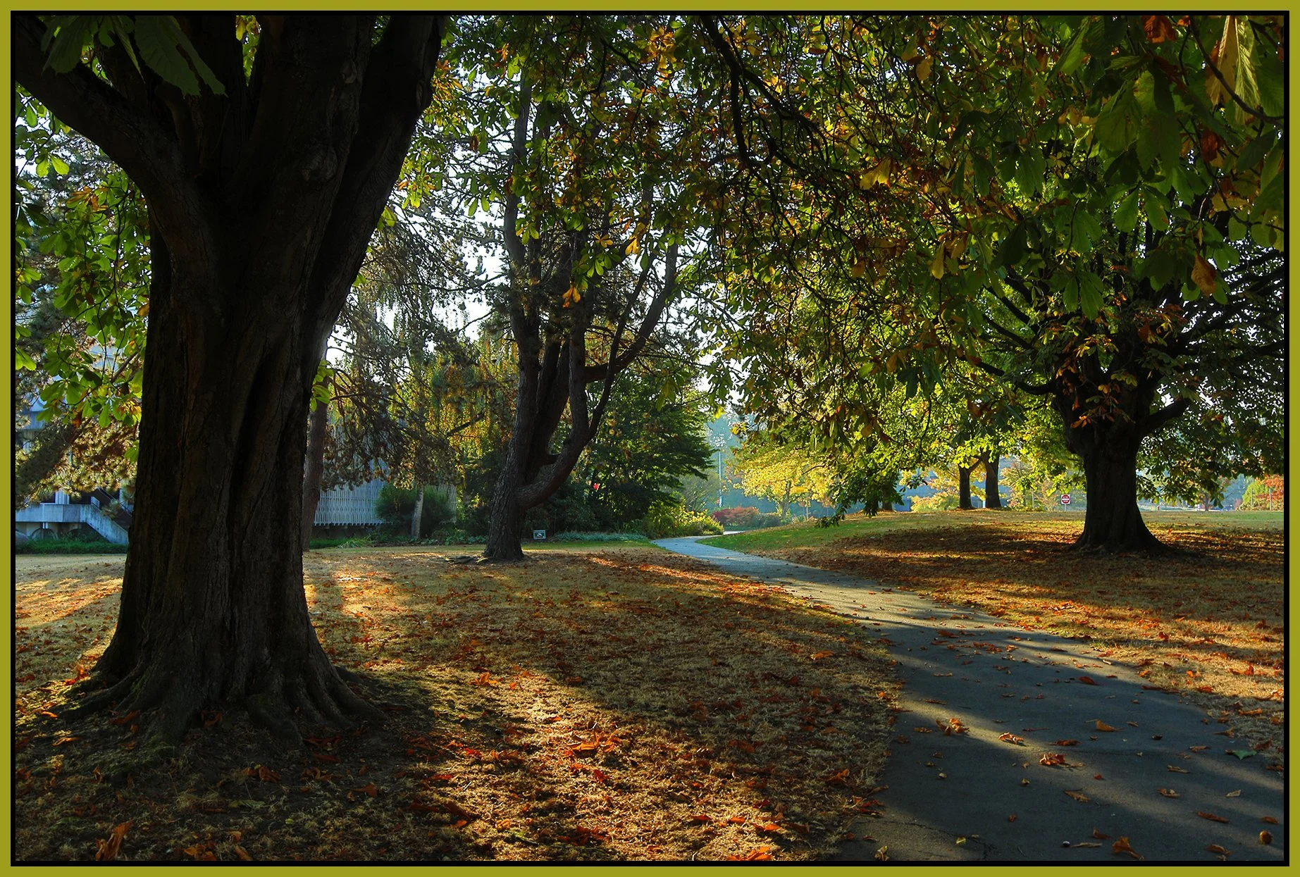 Planetarium Trees_Oct 9_2022_HDR_4H3130_4x6s.jpg