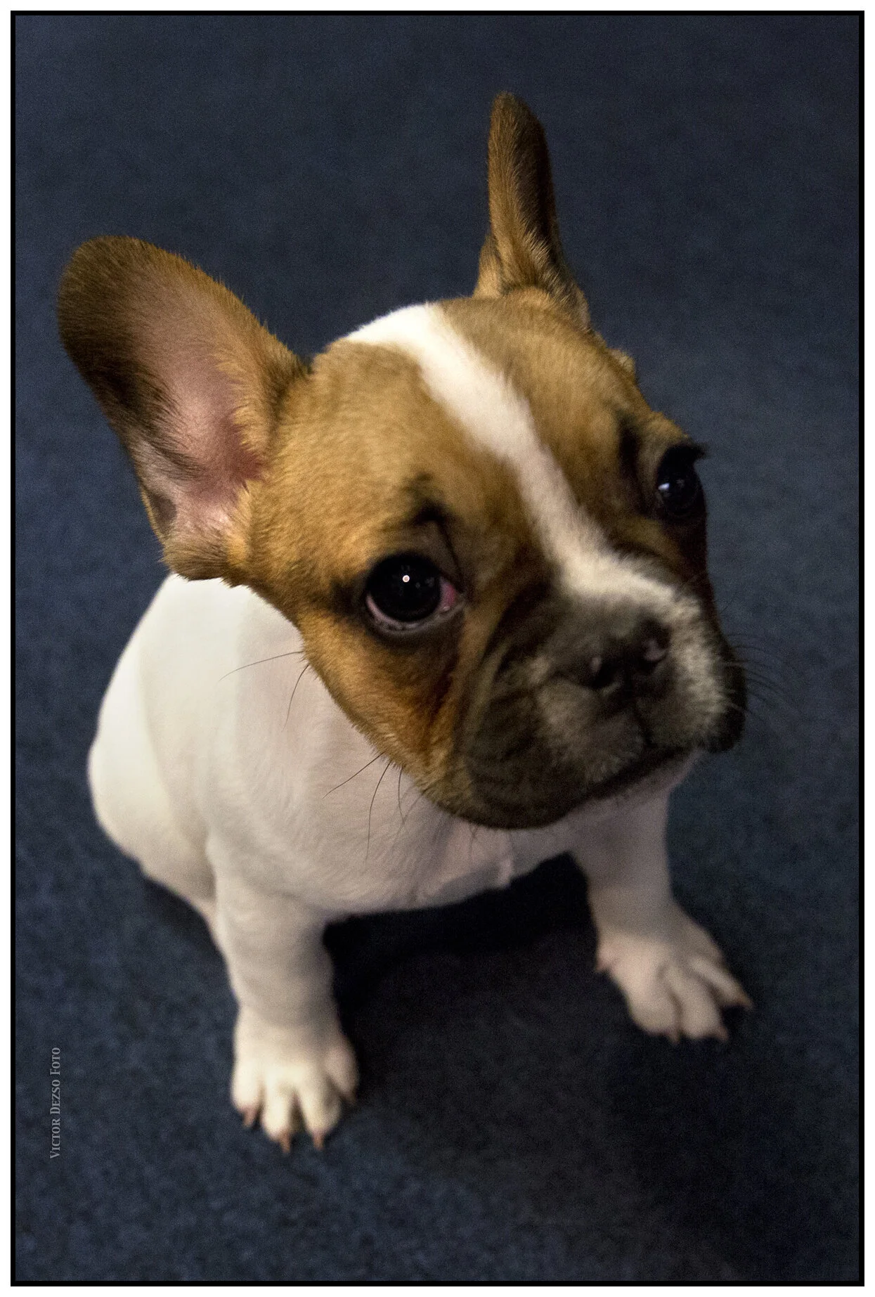 Loki_July 7_2012_C2408_4x6s.jpg