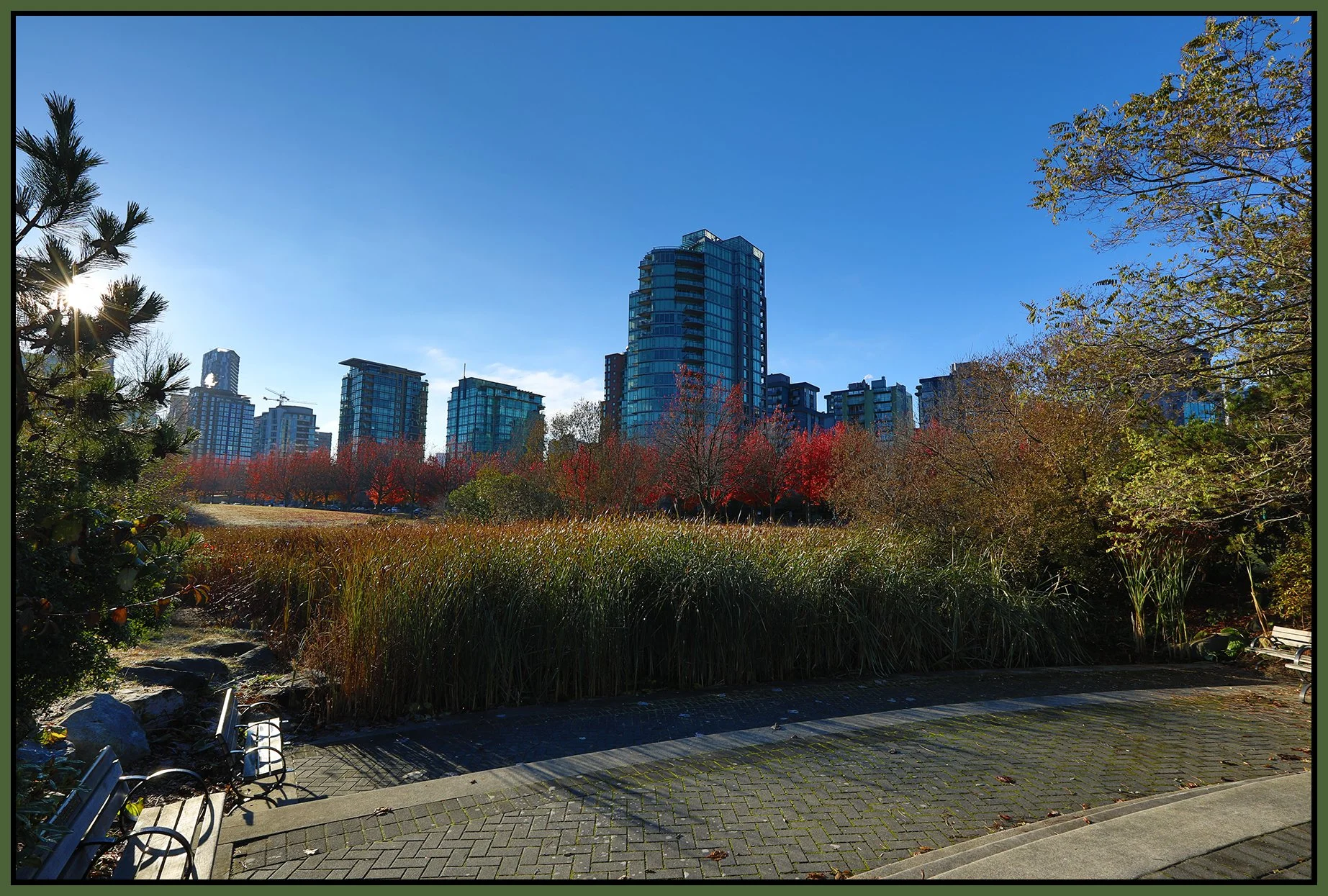 Devonian Pk Bullrushes_Nov 12_2022_HDR_5C5437_4x6s.jpg