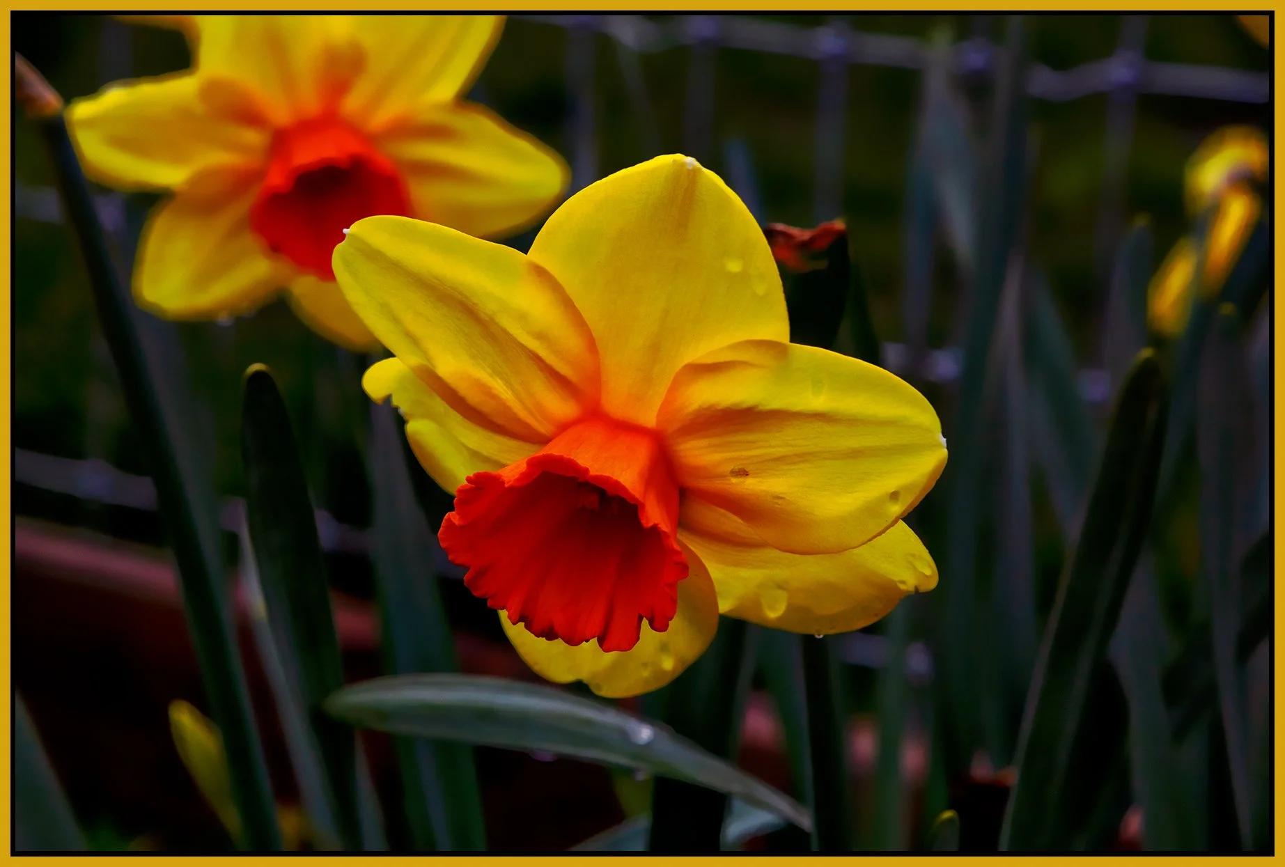 Flowers Daffodils_Apr 3_2022_CR2_5B1222_peSmartVibr_ShdngCntrst_4x6s.jpg