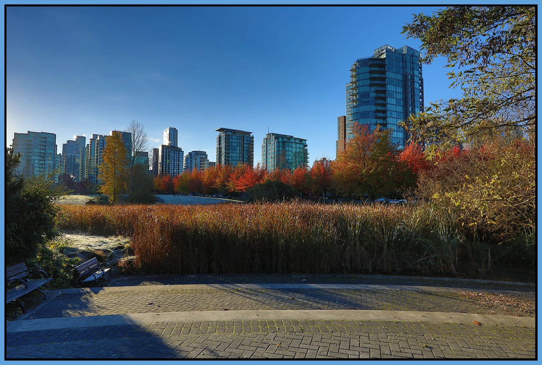Devonian Park Bullrushes_Oct 28_2023_HDR_5C8686_4x6s.jpg