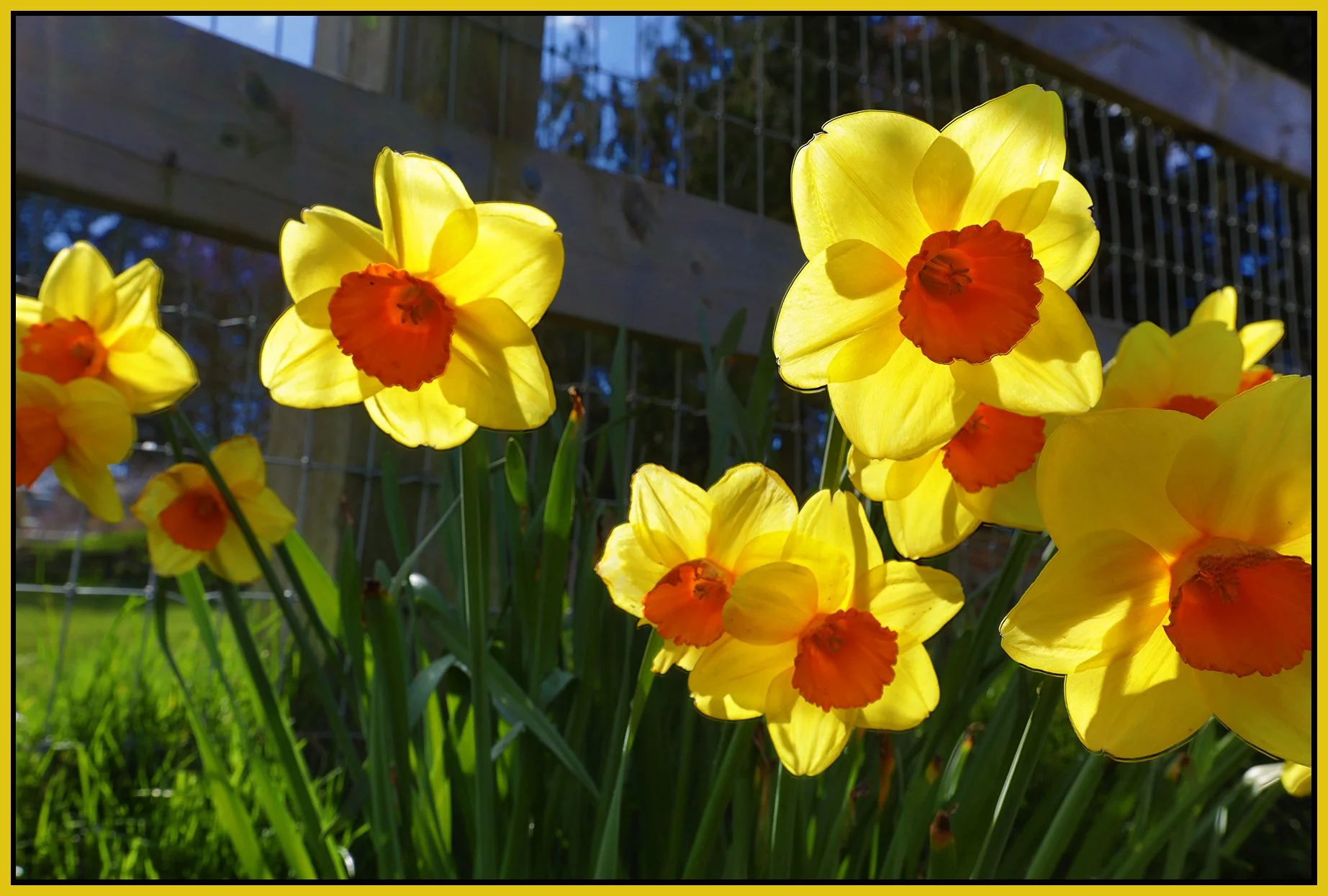 Flowers_Daffodils_Mar 25_2026_HDR_4x6s.jpg