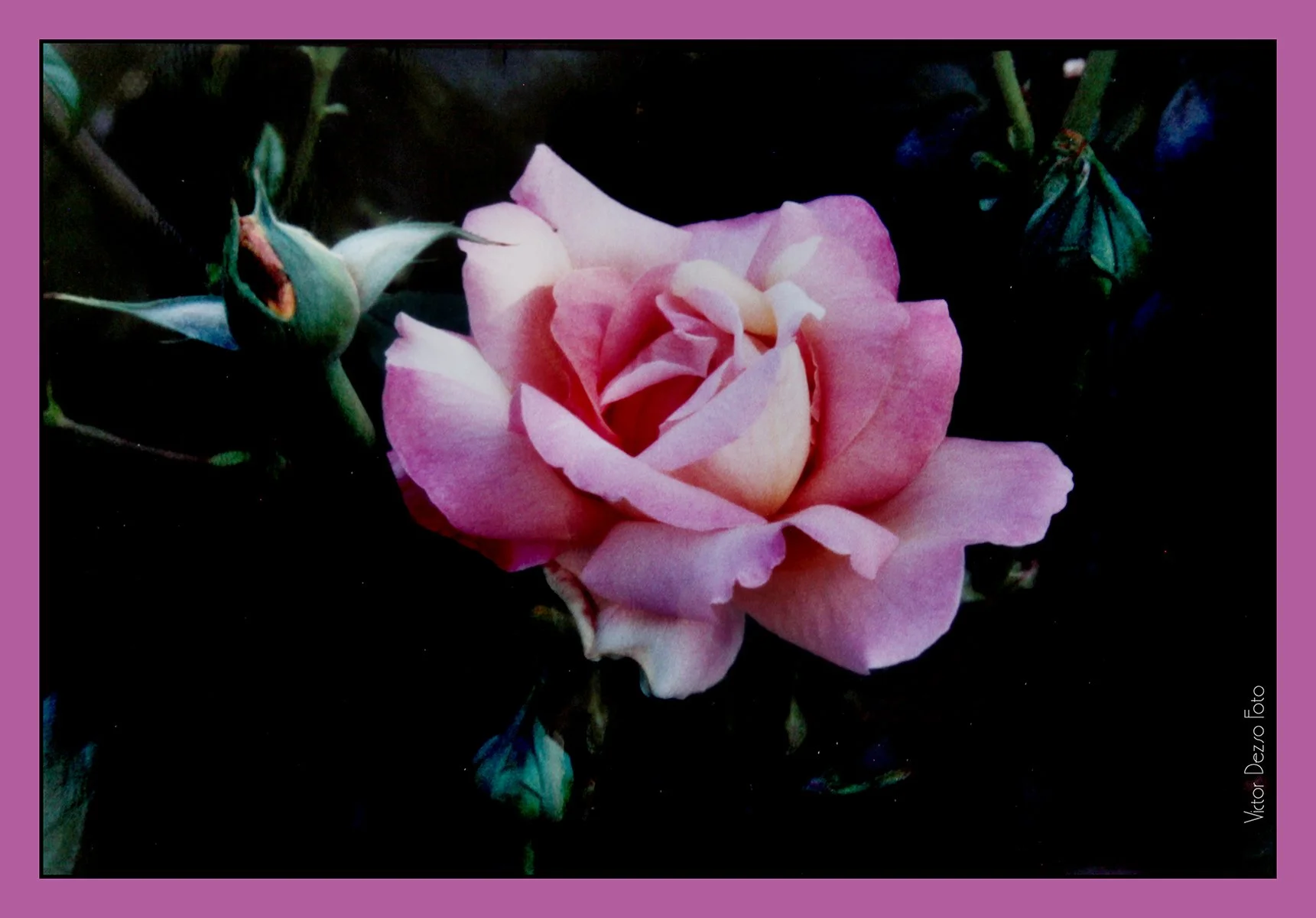 Rose_6138_4x6.jpg
