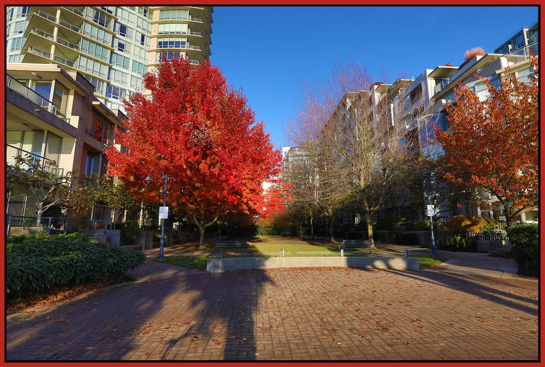 Concord Pacific Trees_Nov 14_2022_HDR_5C5794_4x6s.jpg