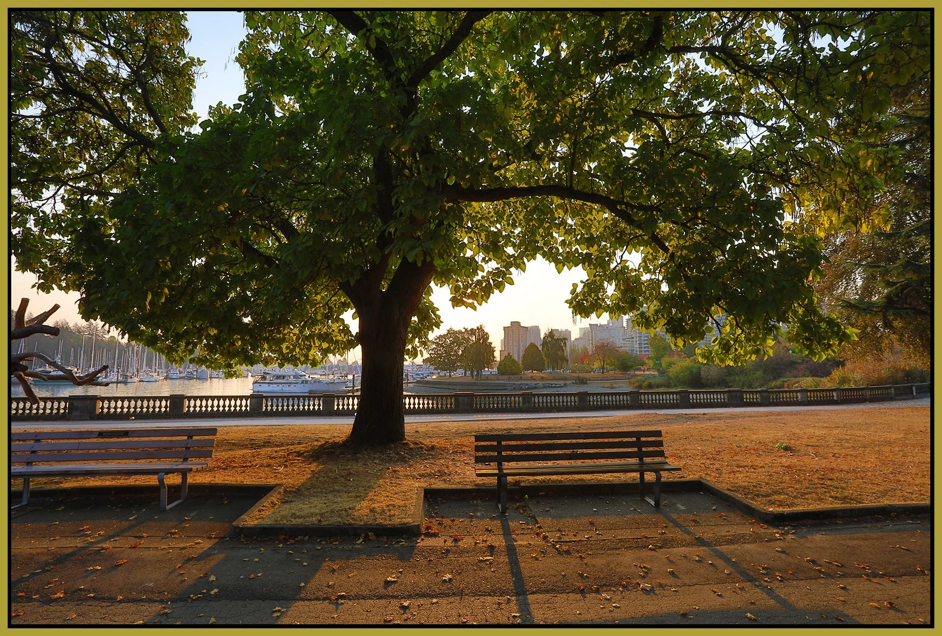 Stanley Park Tree_Oct 16_2022_HDR_5C3564_4x6s.jpg