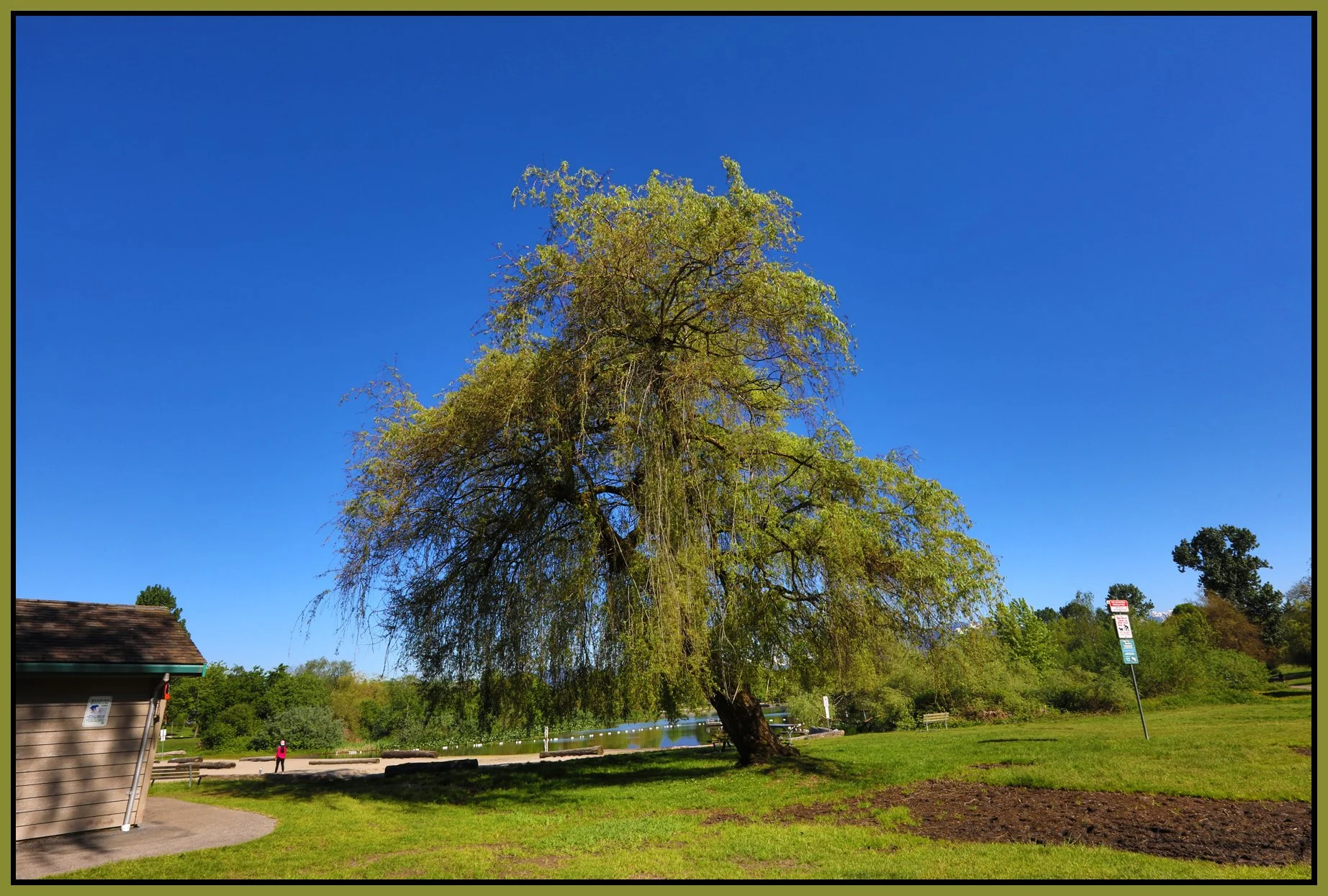 Trout Lake Tree_May 23_2017_HDR_A8108_4x6s.jpg