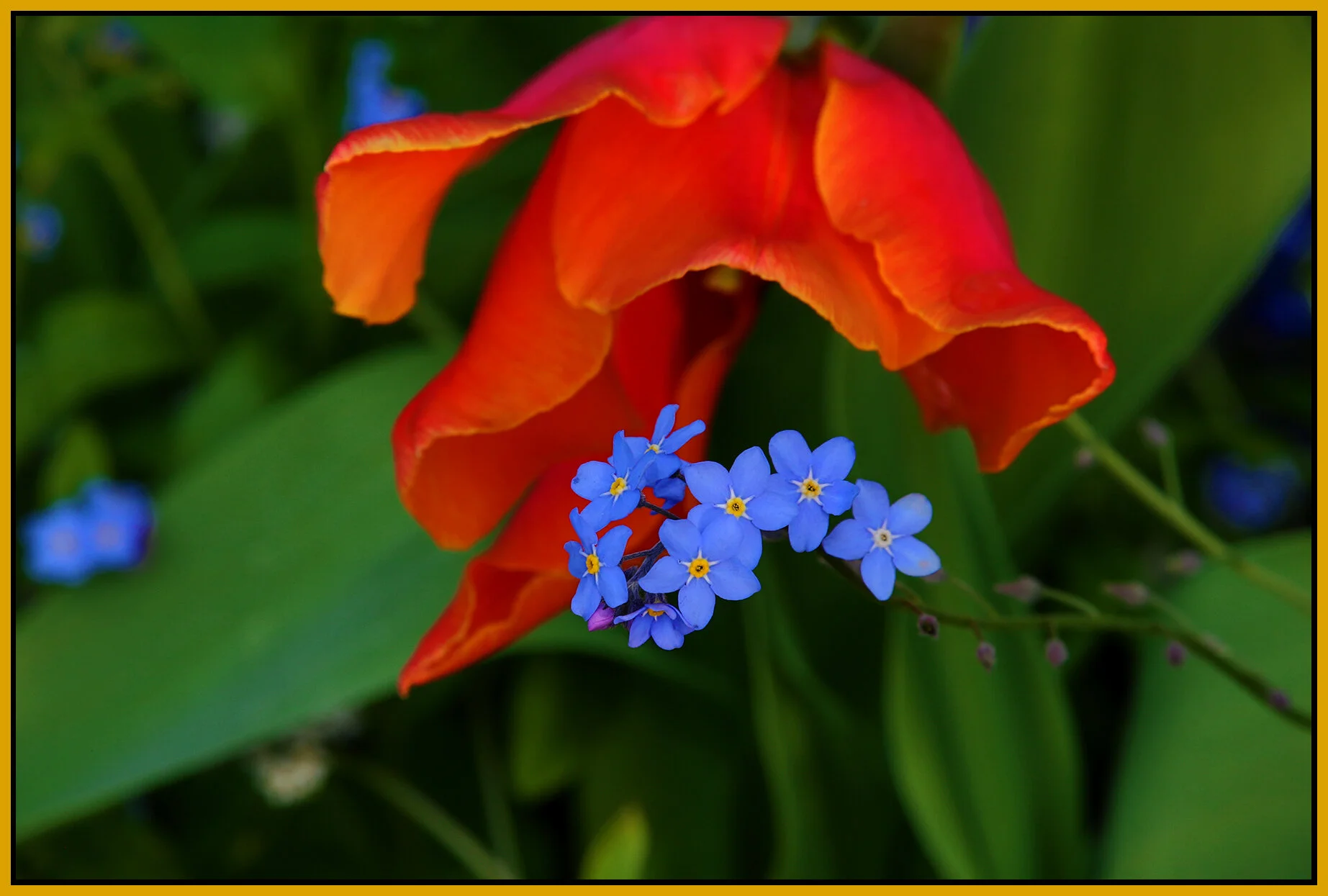 Flowers Tulip_Apr 17_2020_CR2_3B3414_4x6s.jpg