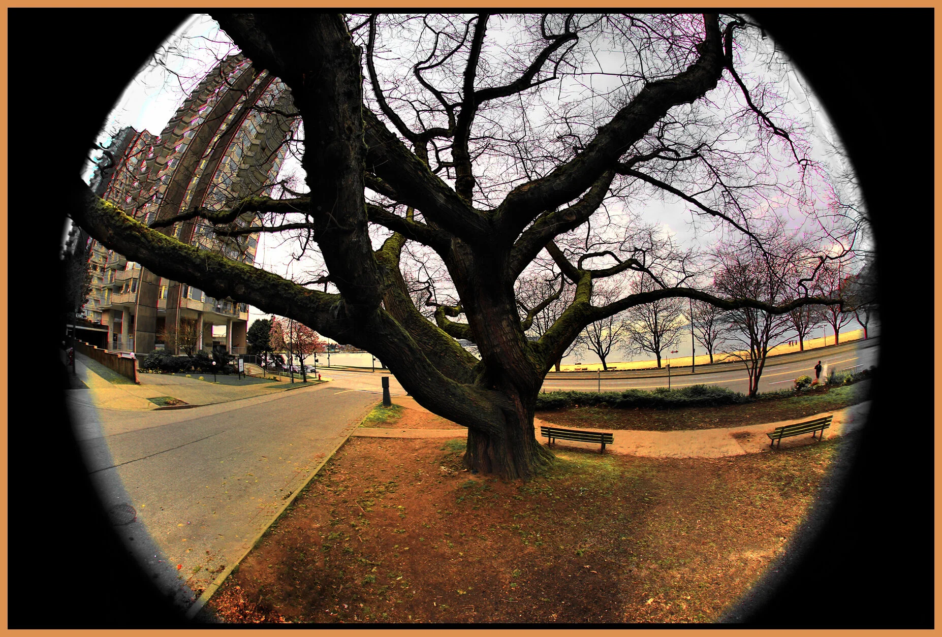English Bay Tree_Mar 1_2015_HDR_F4284_peDesat_4x6s.jpg