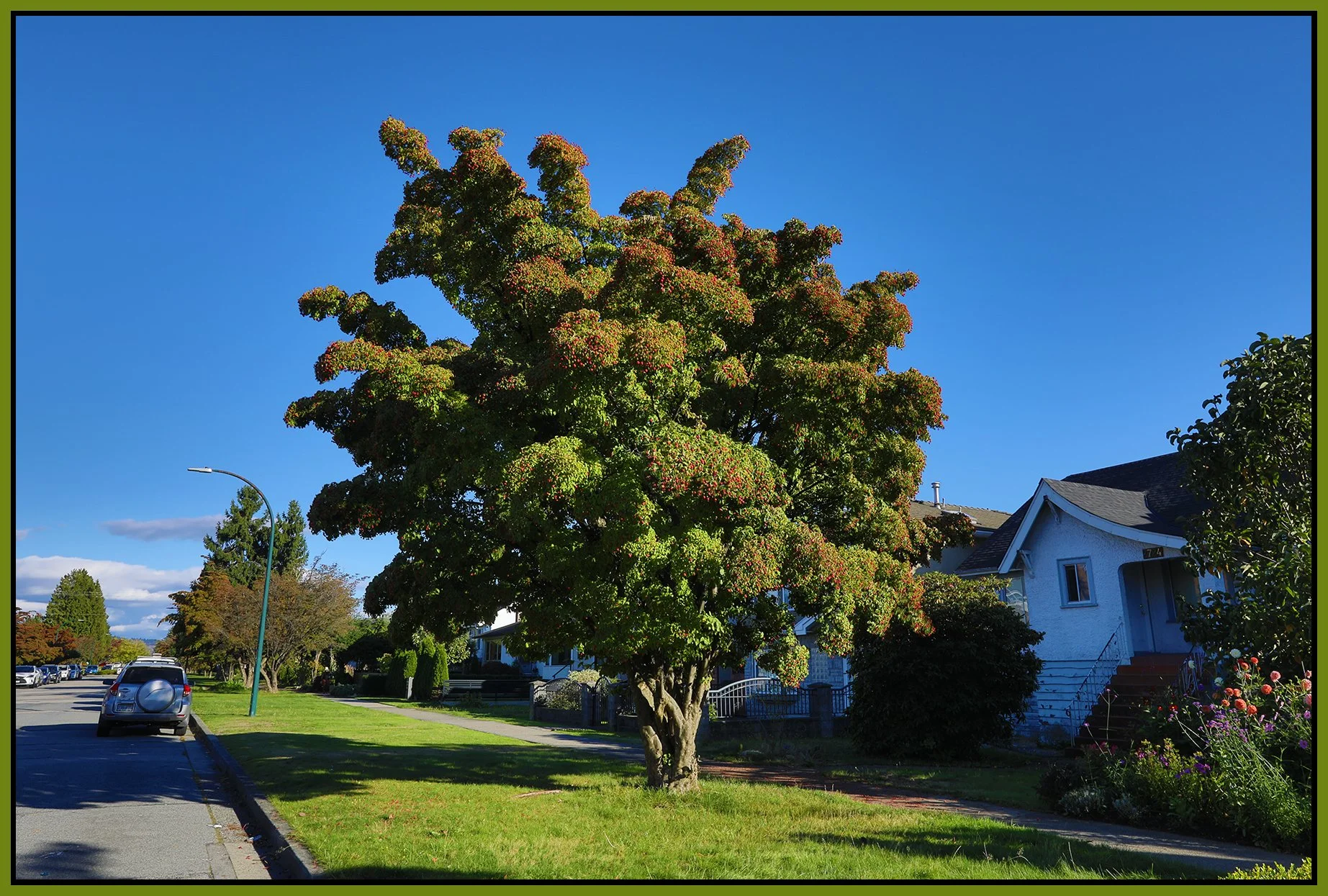 724 Charles St Tree_Sep 29_2024_HDR_5E1626_4x6s.jpg