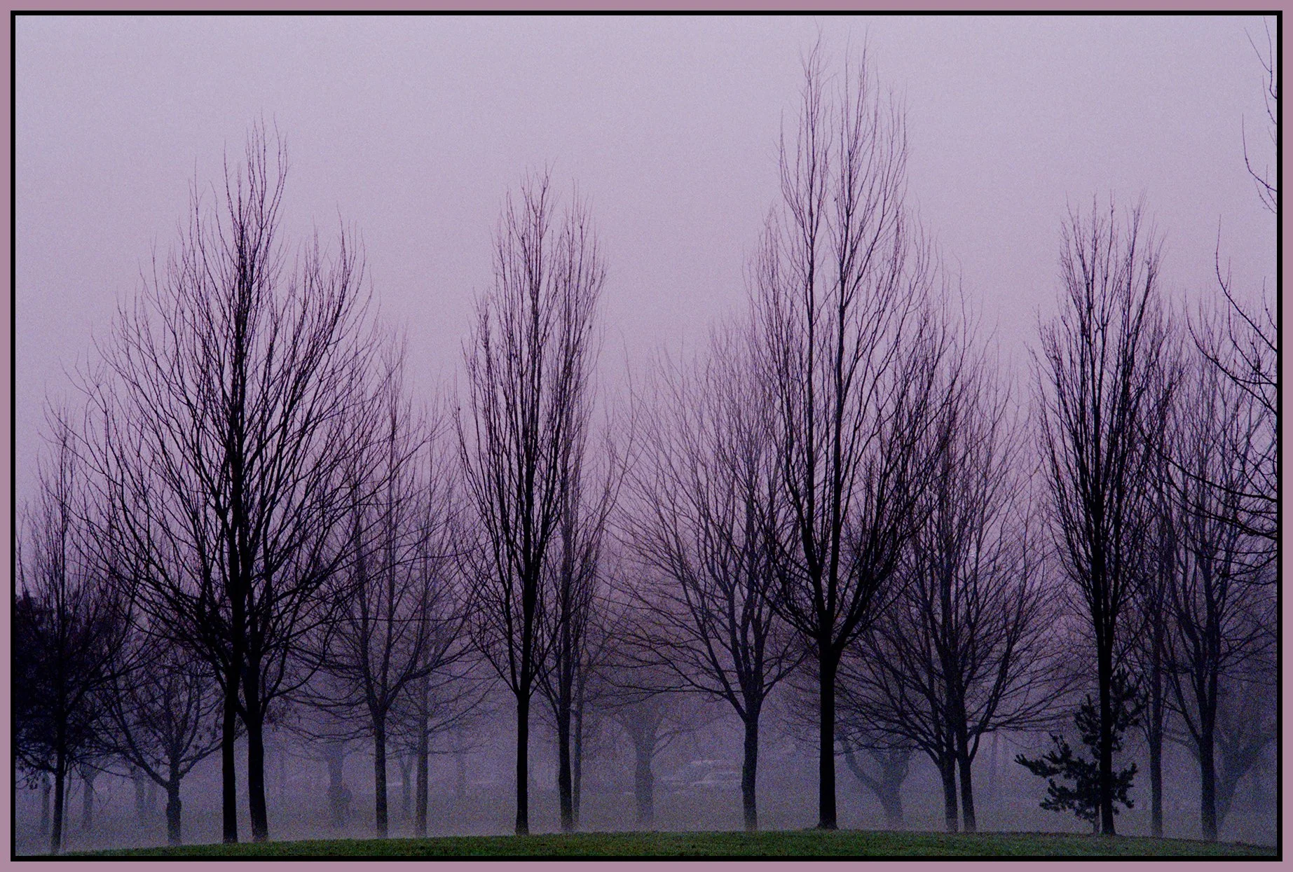 Trout Lake Trees_21_1_4x6s.jpg