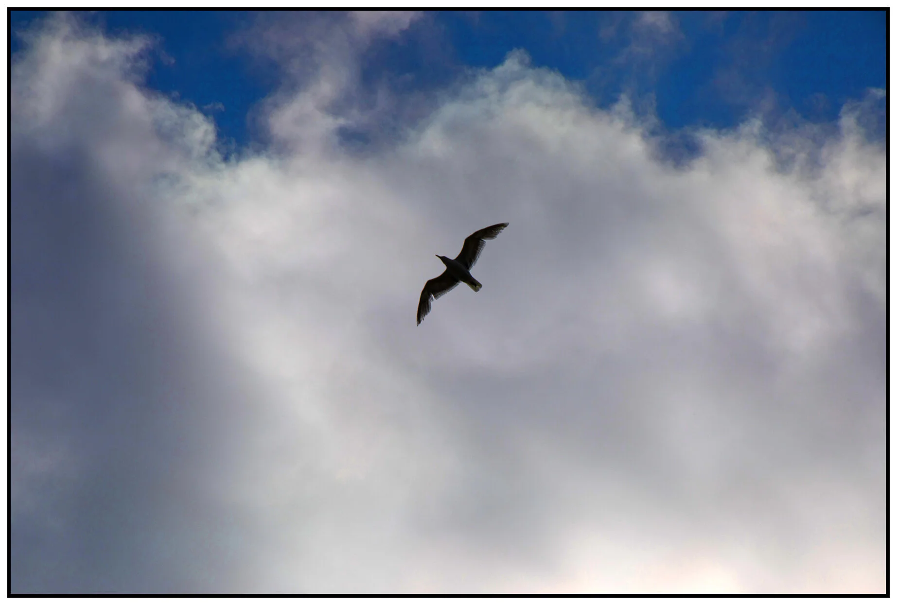 Seagull_Jun 12_2021_CR2_5A8203_peVibrClrs_4x6s.jpg