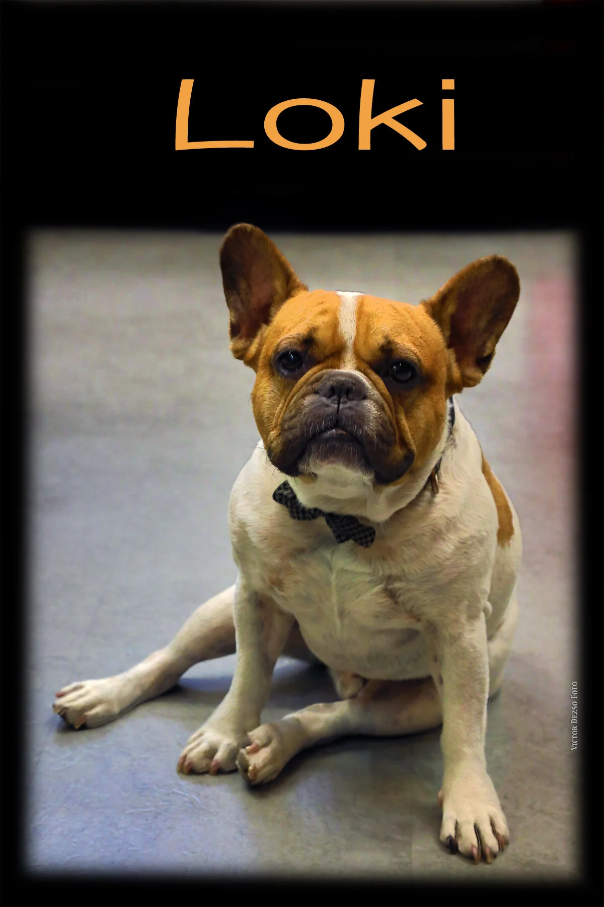 Loki_Sep 9_2017_HDR_B2794_4x6.jpg