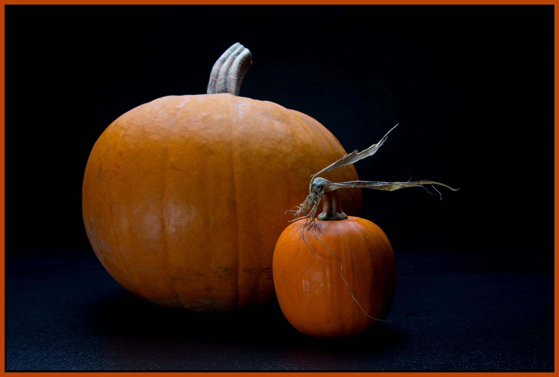 Pumpkins_Oct 24_2013_D9512_4x6s.jpg