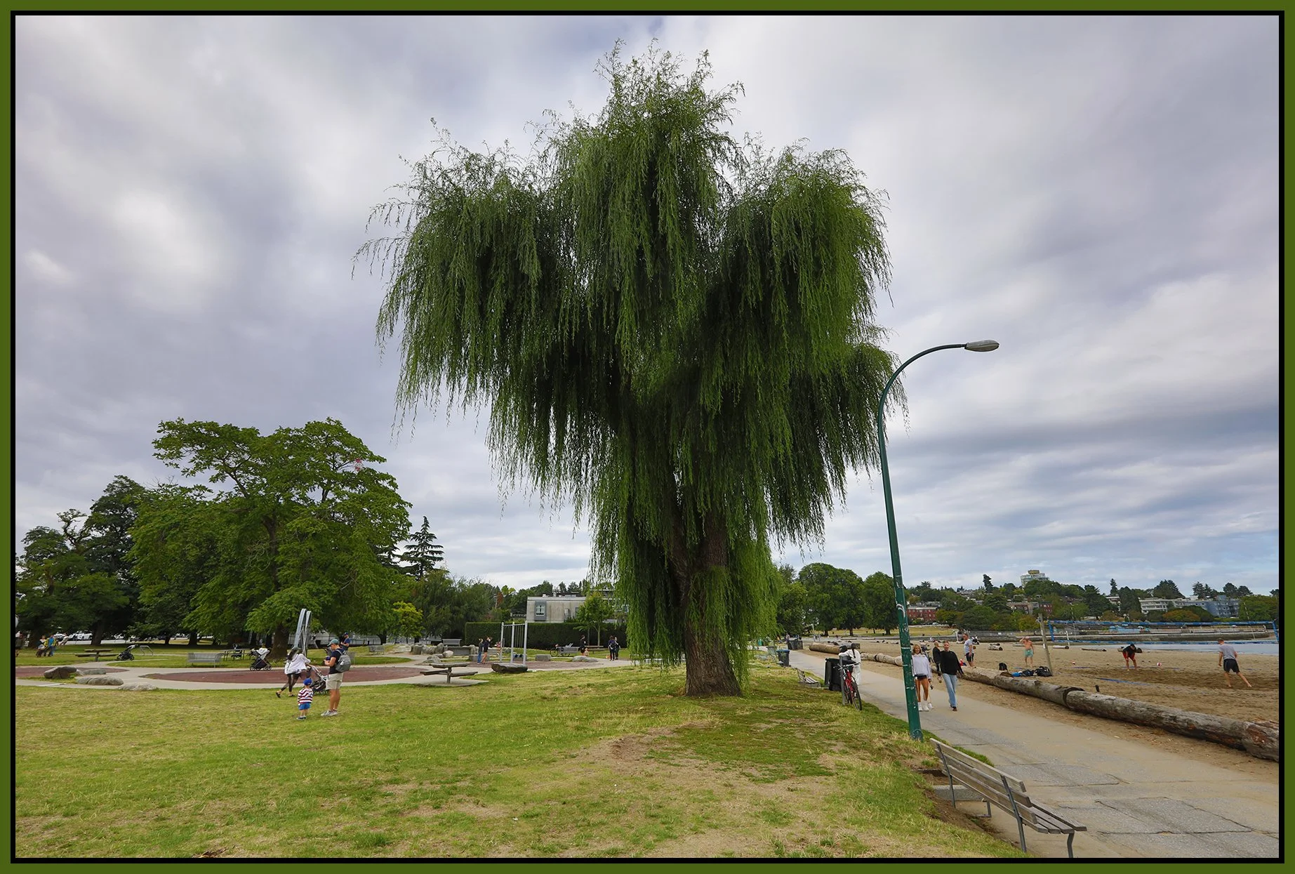 Kitsilano Beach Trees_Aug 17_2025_HDR_4K1280_4x6s.jpg