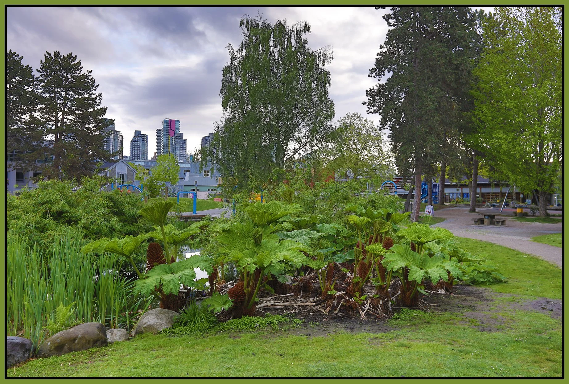Plants on Granville Is_May 7_2021_HDR_5A2952_4x6s.jpg