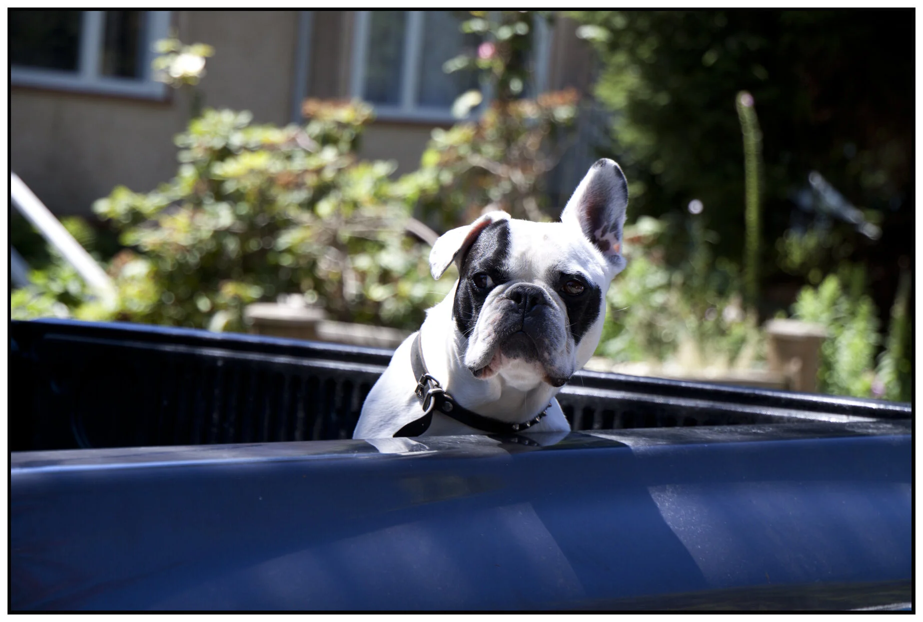 Dog_July 14_2010_8805_4x6s.jpg
