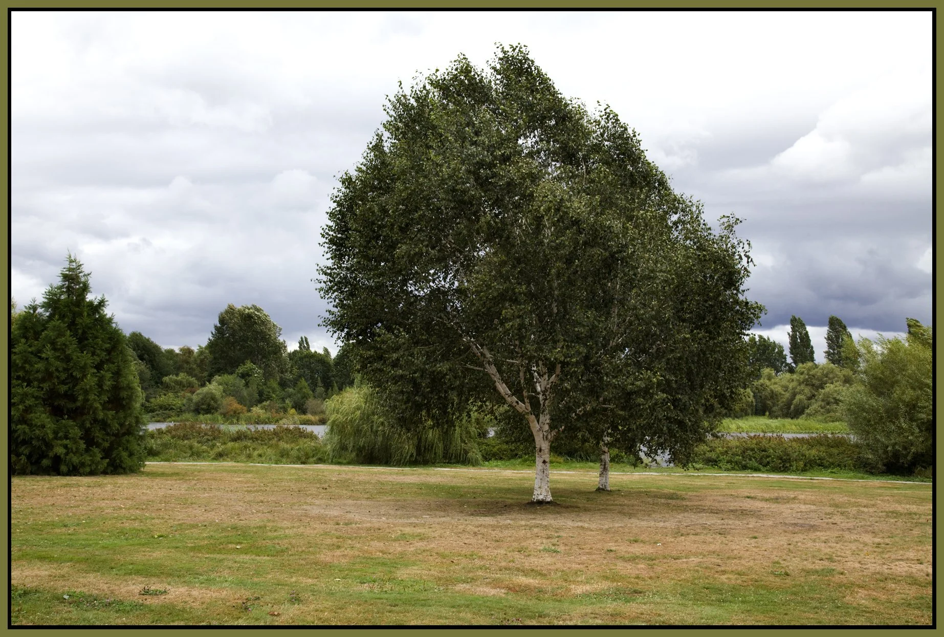 Trout Lake Trees_Sep 6_2009_9593_4x6s.jpg