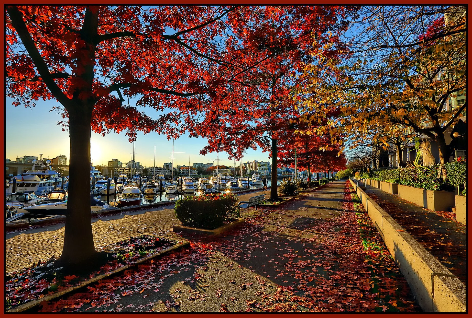Concord Pacific Trees_Oct 30_2021_HDR_5A8941_peHdr2013_1_4x6s.jpg