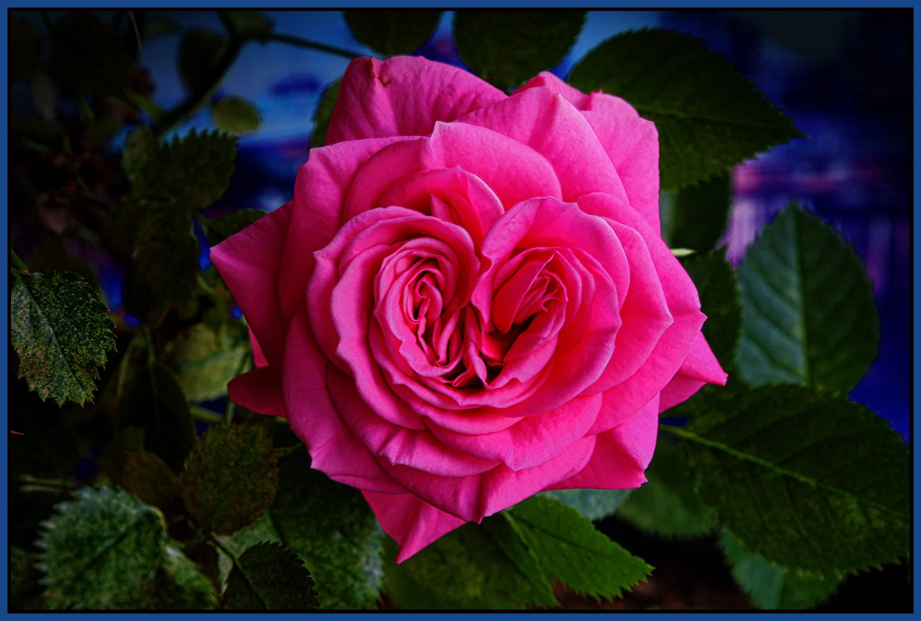 Flower_Rose_Apr 27_2022_HDR_4G8613_peShrpfctBr_4x6s.jpg