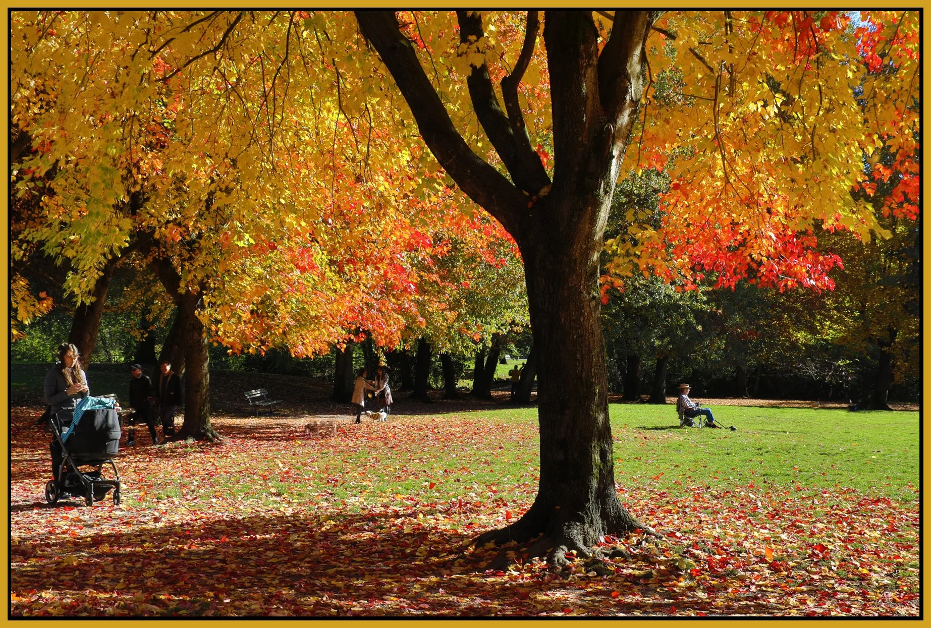 Trout Lake Tree_Oct 25_2017_HDR_B3923_4x6s.jpg