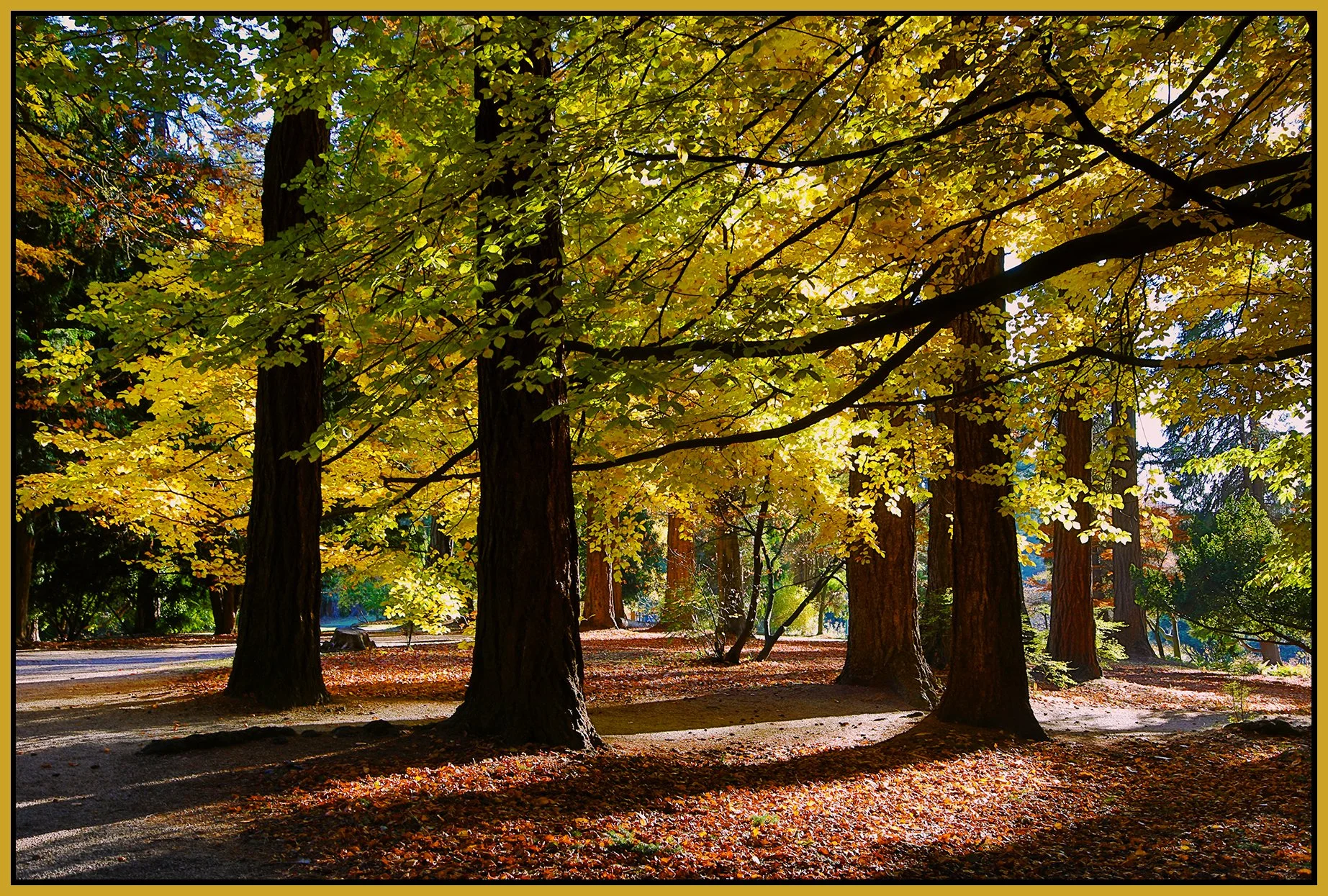 Stanley Park Trees_Nov 18_2022_HDR_4H4734_peEwgt_4x6s.jpg