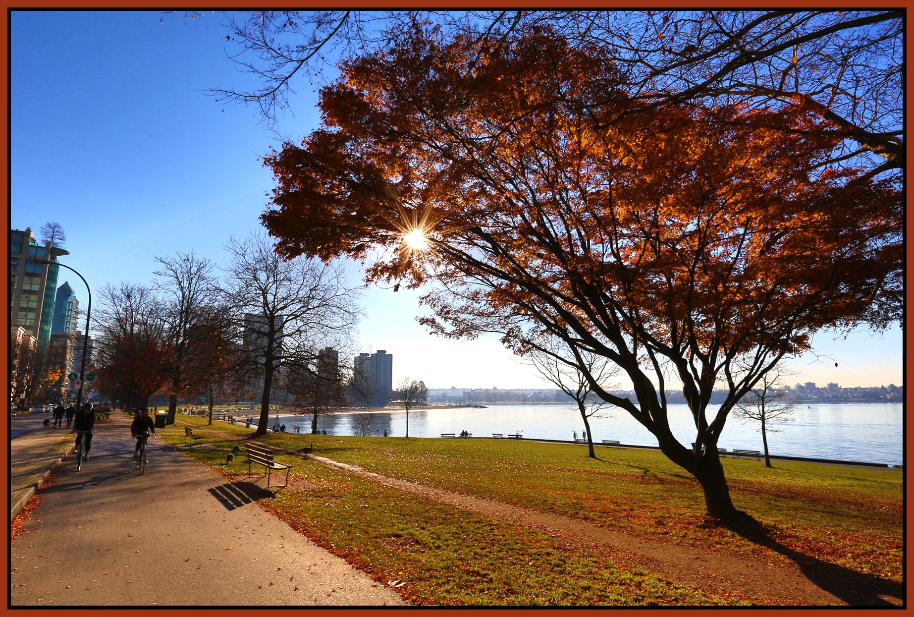 English Bay Tree_Nov 28_2014_HDR_H6870_4x6s.jpg