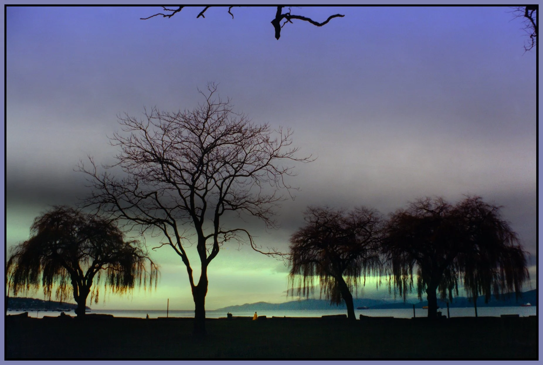 Kits Beach Trees_8999_peRelightLndscpe_4x6s.jpg