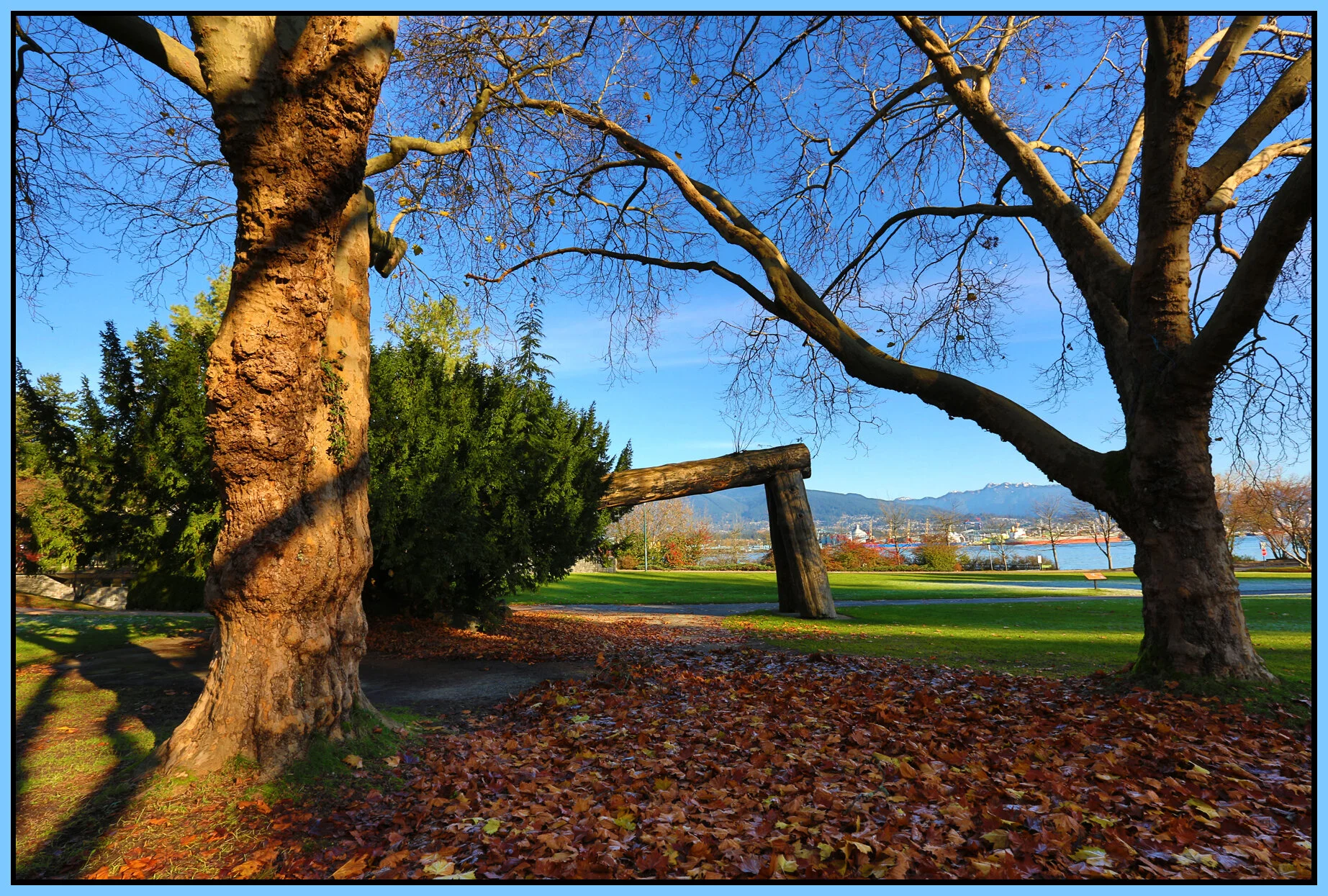 Stanley Pk Trees_Nov 20_2015_HDR_H4534_4x6s.jpg