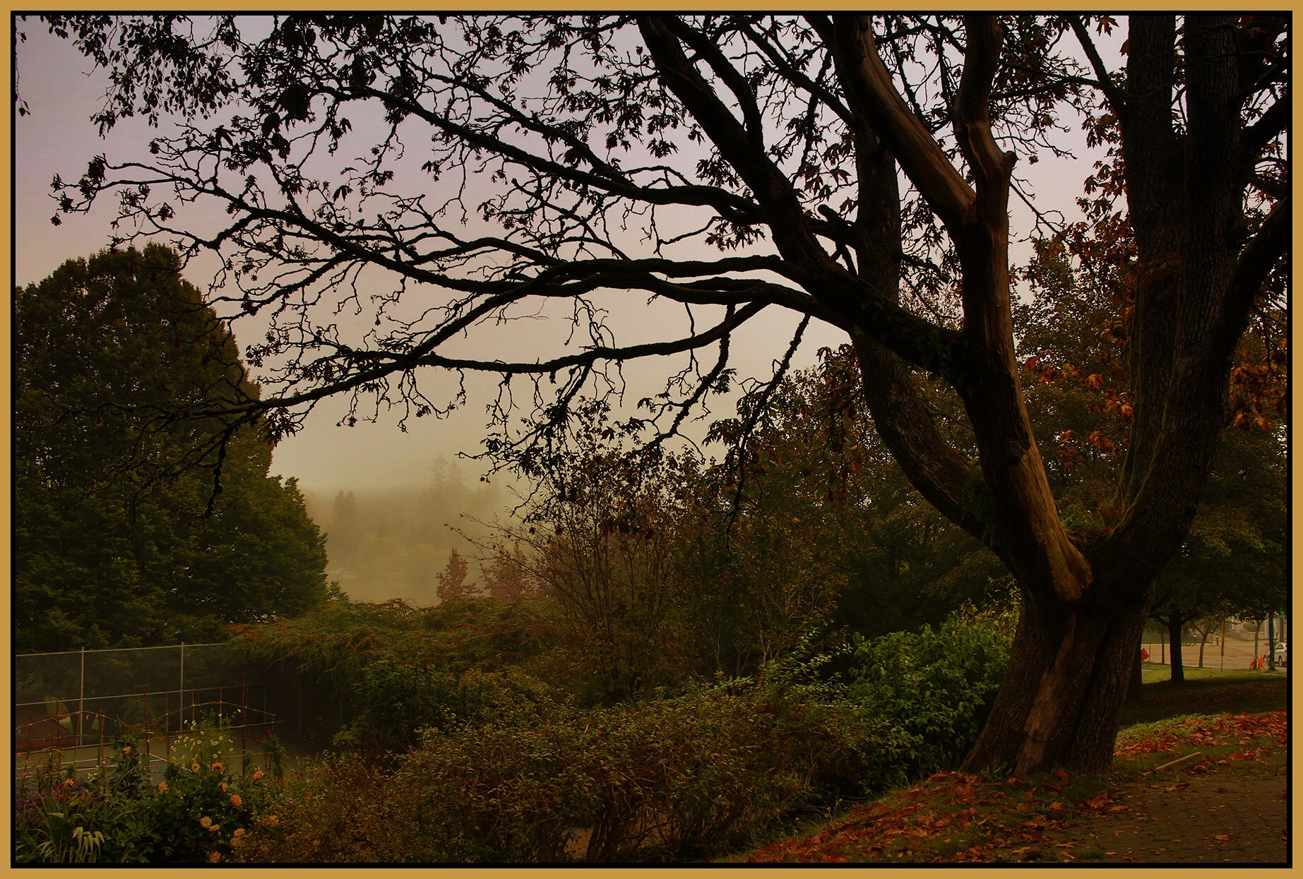 Stanley Pk Trees in Fog_Oct 7_2020_HDR_3B4550_peInterior_S&s_4x6s.jpg
