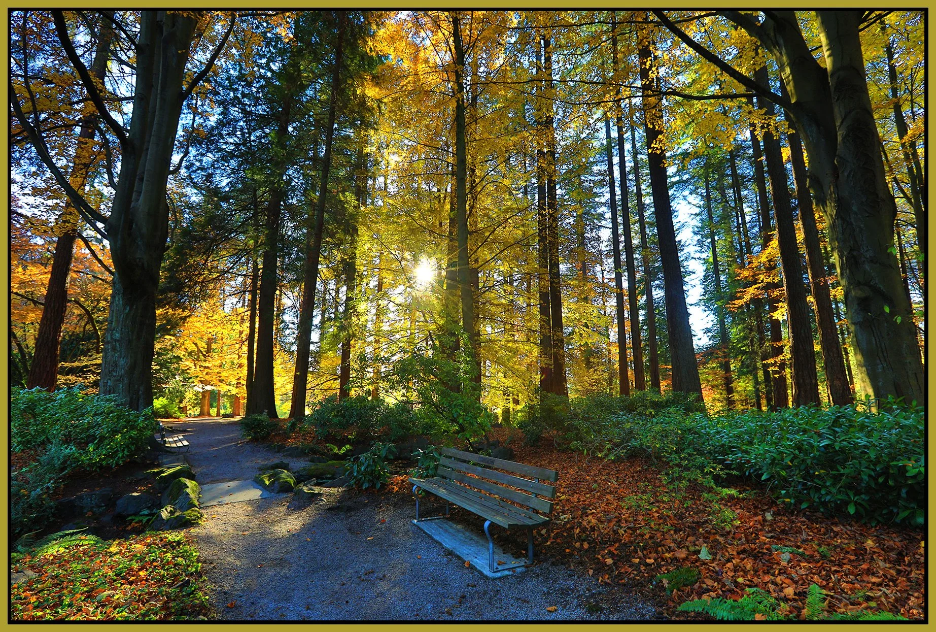 Stanley Pk Trees_Nov 18_2022_HDR_5C6982_peUrV_4x6s.jpg