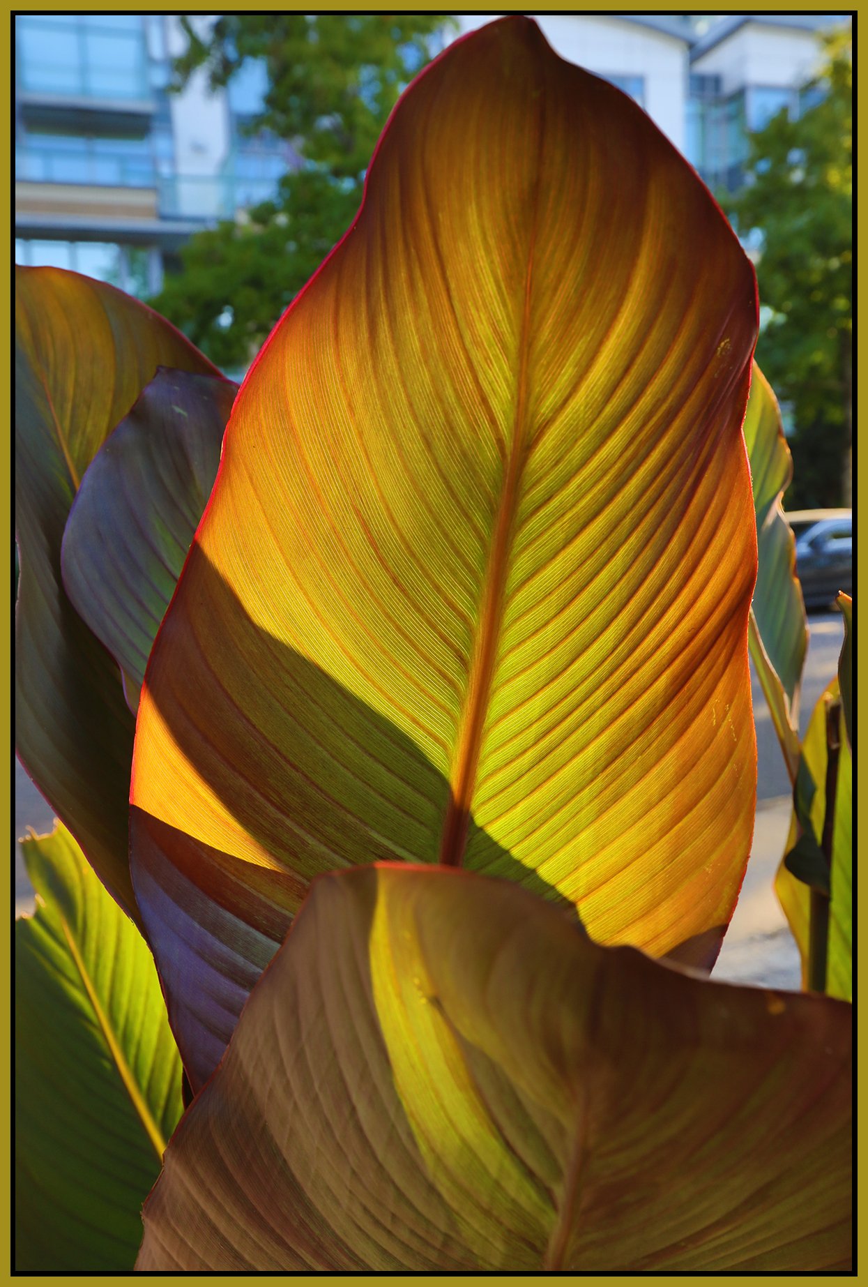 Concord Pacific Plants_Sep 1_2021_HDR_5A1097_4x6s.jpg